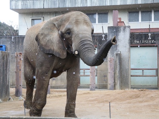 とべ動物園アフリカゾウのブログ：やぁ！とべとべずー