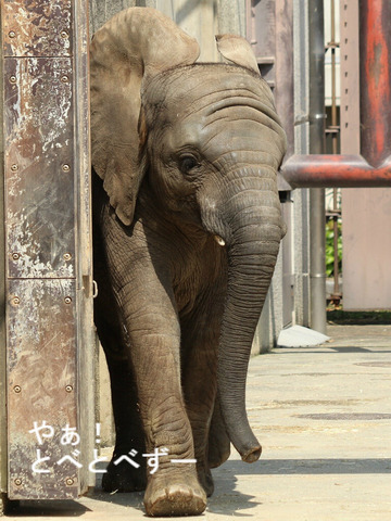日本で唯一血縁関係のあるアフリカゾウの親子が暮らす愛媛とべ動物園