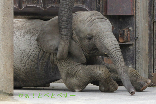 匍匐（ほふく）前進をする子象の砥愛ちゃん