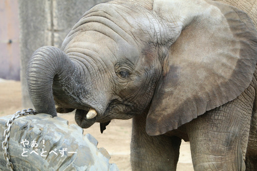 とべ動物園アフリカゾウ:砥愛ちゃん(メス、7歳)