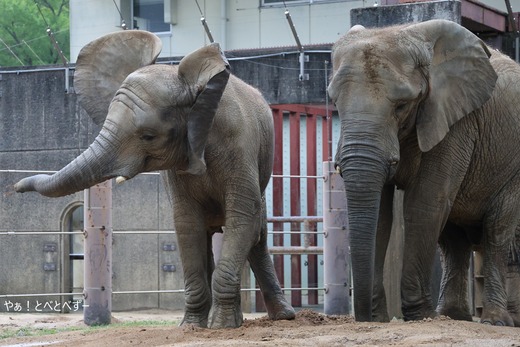 とべ動物園アフリカゾウのブログ：やぁ！とべとべずー