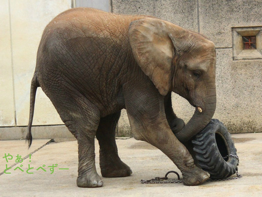 日本で唯一アフリカゾウの親子が暮らす愛媛県立とべ動物園