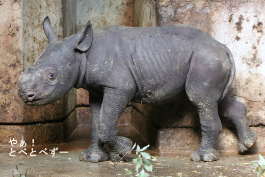 とべ動物園ブログ:アフリカゾウ、ヒガシクロサイ、ピューマ