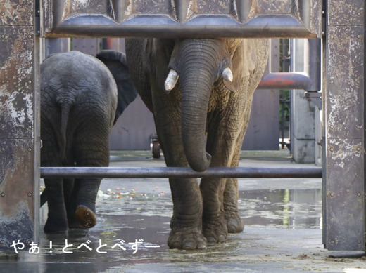 とべ動物園ブログ：ゾウ、ホッキョクグマ、レッサーパンダ、ライオン