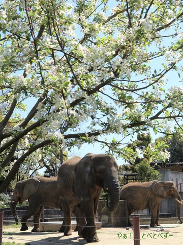 とべ動物園アフリカゾウ:アフ、リカ、媛、砥夢、砥愛