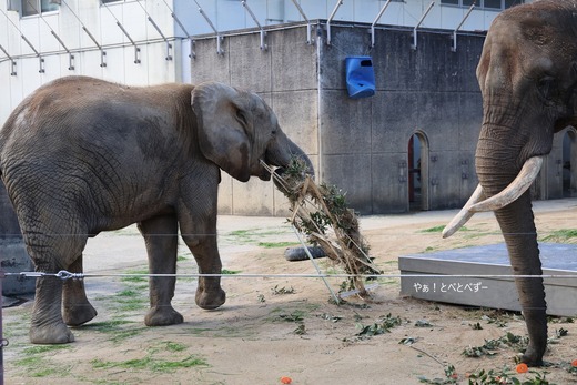 とべ動物園アフリカゾウ：砥愛ちゃん（メス、１２歳）
