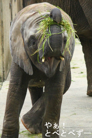 とべ動物園アフリカゾウ、もうすぐ３歳の子象の砥愛ちゃん