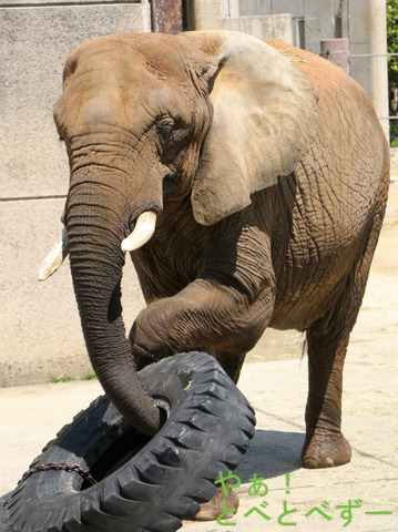 とべ動物園アフリカゾウのブログ:やぁ!とべとべずー