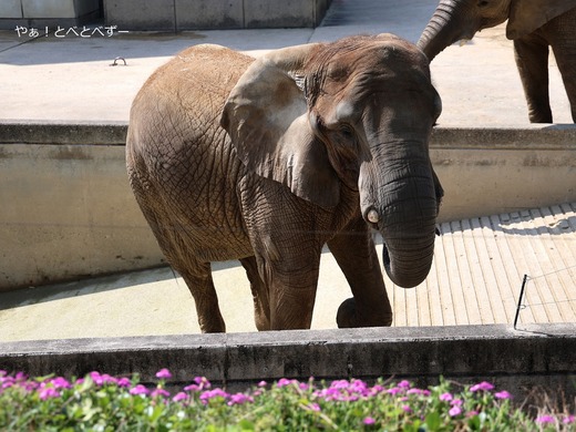 とべ動物園アフリカゾウ:アフ、リカ、媛、砥夢、砥愛