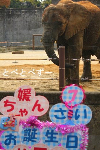 媛ちゃん７歳　お誕生日会（とべ動物園：2013.11.9）