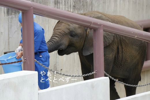 とべ動物園アフリカゾウ