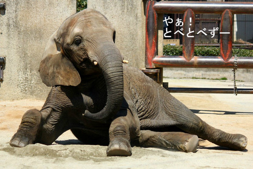 アフリカゾウブログ：やぁ！とべとべずー