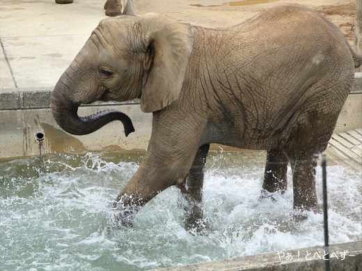 アフリカゾウ、アジアゾウ大好きブログ:やぁ!とべとべずー