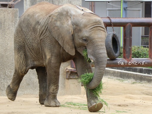 とべ動物園アフリカゾウ：砥愛ちゃん（メス、７歳）