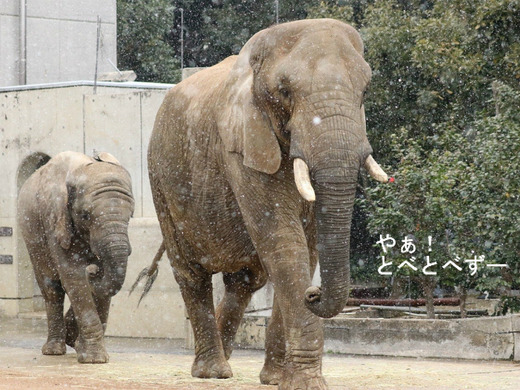 とべ動物園アフリカゾウの親子：リカ母さんと末娘の砥愛ちゃん