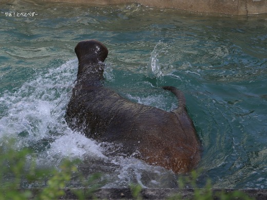 プールで遊ぶアフリカゾウ＠愛媛県立とべ動物園