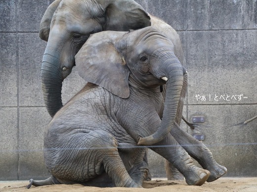 アフリカゾウ大好きブログ:やぁ!とべとべずー