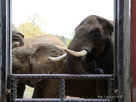 とべ動物園アフリカゾウ：リカ母さん（推定３９歳））