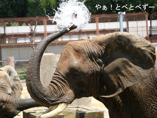 とべ動物園アフリカゾウ：リカ母さん（推定３３歳）