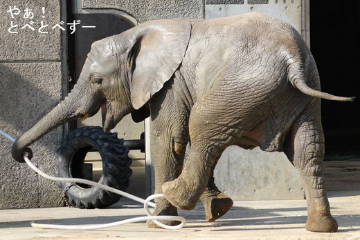 とべ動物園アフリカゾウのブログ：やぁ！とべとべずー