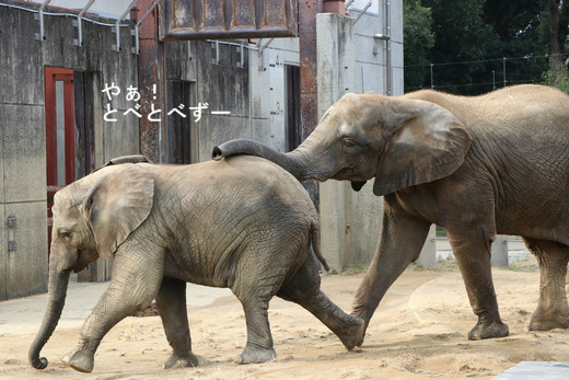 とべ動物園ブログ：ゾウ、ホッキョクグマ、ピューマ、サーバル