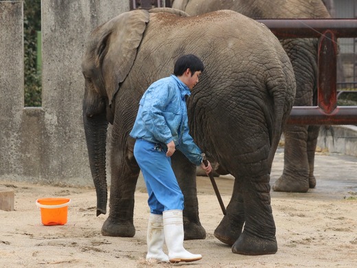 とべ動物園アフリカゾウ：砥愛ちゃんの訓練の様子