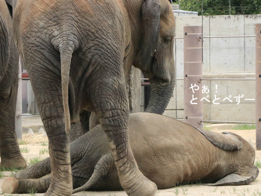 運動場でゴロンゴロンするアフリカゾウの子象の砥愛ちゃん