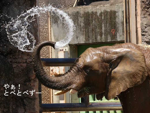 多摩動物公園アフリカゾウのブログ：やぁ！とべとべずー