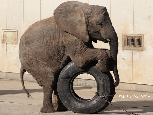 タイヤ遊びが大好きなアフリカゾウの子ゾウの砥愛ちゃん