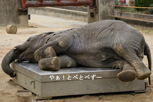 アフリカ象の砥愛ちゃんのお誕生日：2013.6.1生まれ