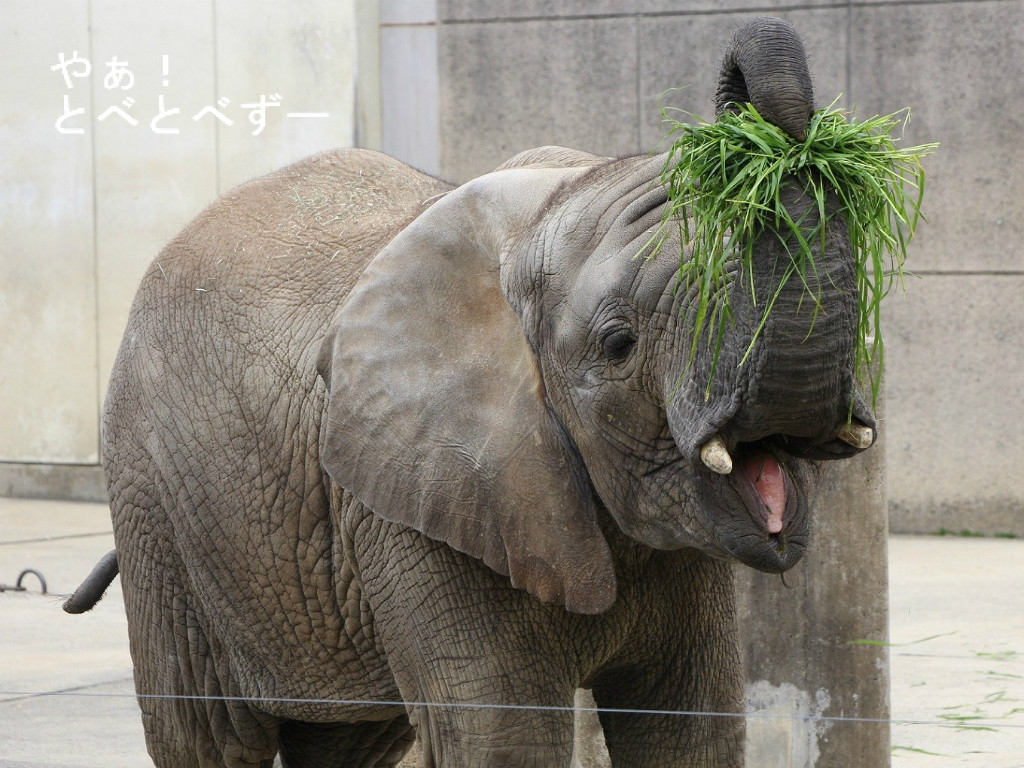 やぁ!とべとべずー与茂駄(よもだ)くあとろ ~とべ動物園で暮らすアフリカゾウのブログ~ ケニッシュ