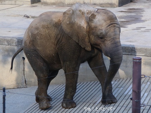 とべ動物園アフリカゾウのブログ：やぁ！とべとべずー