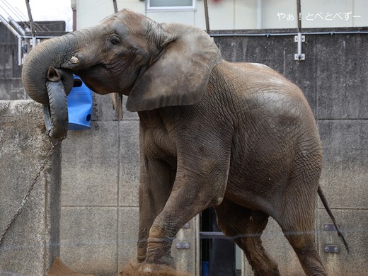 アフリカゾウの写真満載のブログ：やぁ！とべとべずー