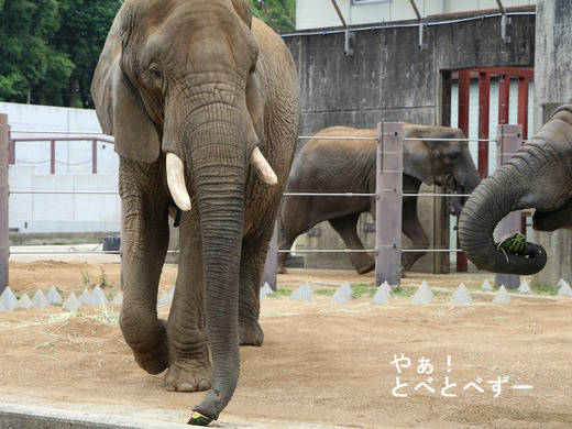 とべ動物園アフリカゾウ：リカ母さん（推定34歳）