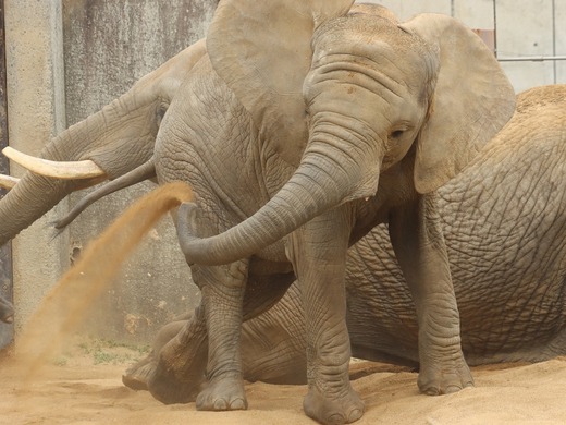 とべ動物園アフリカゾウ：砥愛ちゃん（メス、８歳）