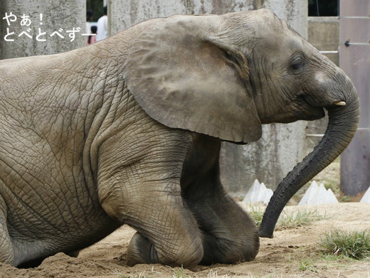 とべ動物園ブログ:砥愛、ピース、柑太郎、砥々丸