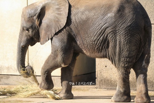 アフリカゾウ、アジアゾウ大好きブログ：やぁ！とべとべずー