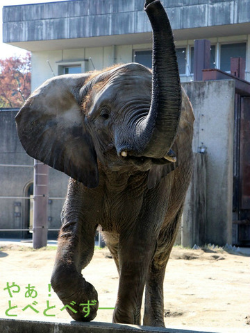 とべ動物園アフリカゾウ