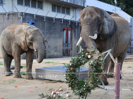 とべ動物園ブログ：やぁ！とべとべずー