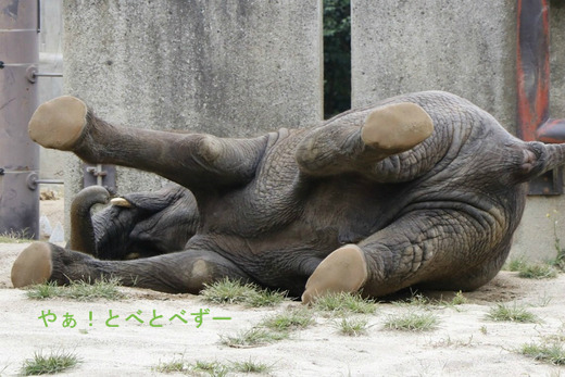 とべ動物園アフリカゾウ:媛