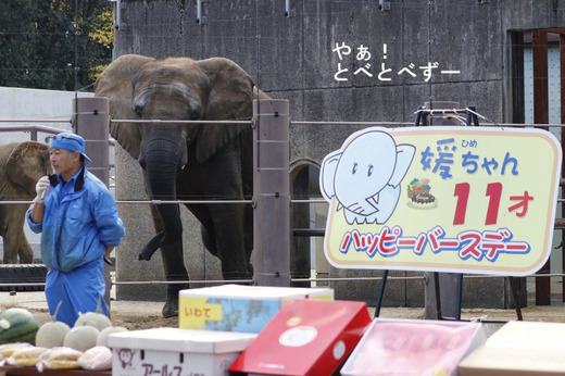 アフリカゾウのレジェンド飼育員の椎名さんと媛ちゃん