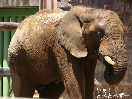 ブリーディングローンで多摩動物公園に婿入りした砥夢くん
