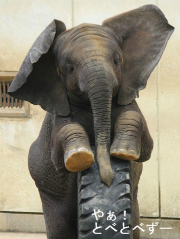 アフくんが亡くなって耳が折れてしまった末娘の砥愛ちゃん