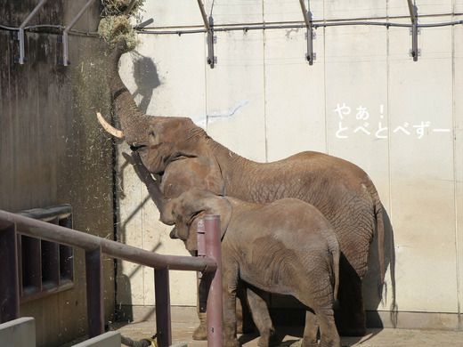 とべ動物園アフリカゾウ：環境エンリッチメント