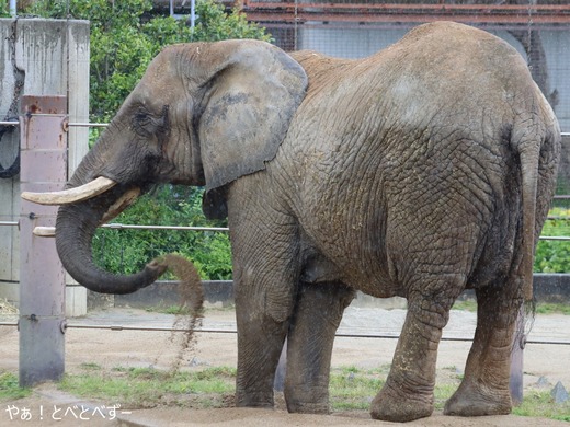 とべ動物園アフリカゾウ:リカ母さん(推定38歳)