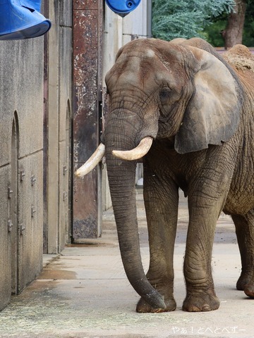 とべ動物園ブログ：やぁ！とべとべずー