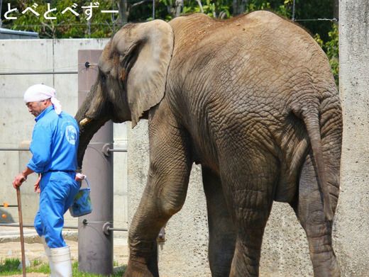 とべ動物園アフリカゾウ：媛（誕生日：2006年11月9日生まれ）