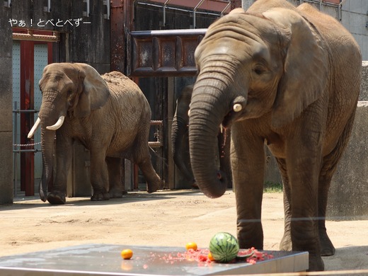 とべ動物園アフリカゾウ:砥愛ちゃん(メス、11歳)