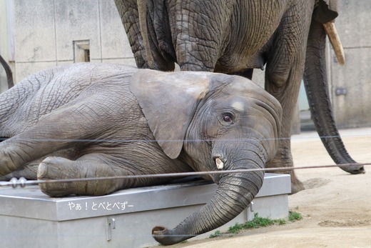 アフリカゾウの写真満載のブログ：やぁ！とべとべずー