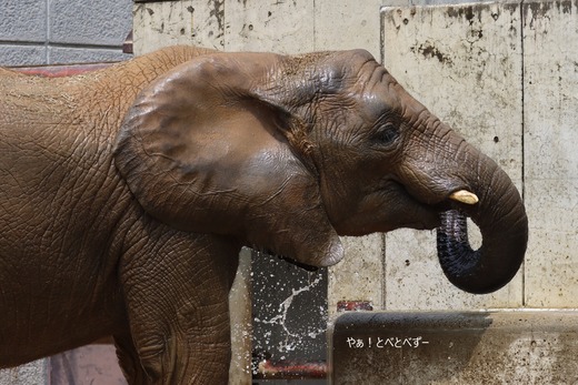 とべ動物園アフリカゾウのブログ:やぁ!とべとべずー